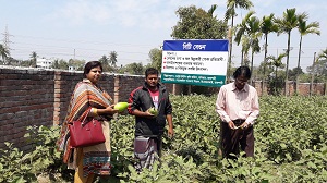 নিরাপদ সবজি উৎপাদনে বিটি বেগুন চাষ৤