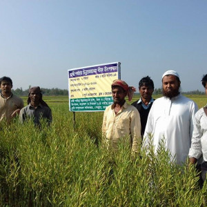 সরিষা চাষ