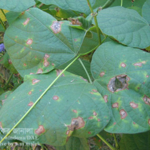 শিমের পাতার দাগরোগ