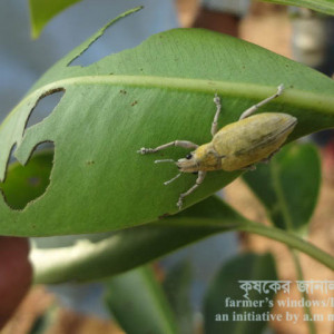 জামের পাতার উইভিল