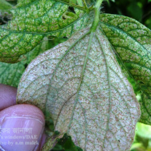 মাসকলাইয়ের ক্ষুদ্র লাল মাকড়