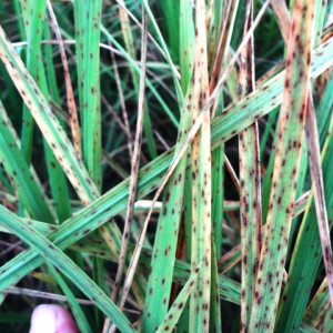 ধানের সরু বাদামী দাগ রোগ