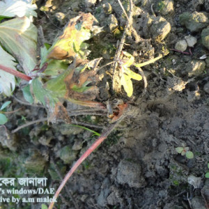 স্ট্রবেরি ঢলেপড়া রোগ