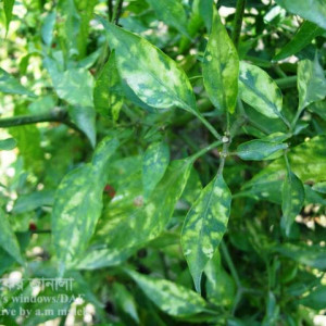 মরিচের আলফা মোজাইক রোগ