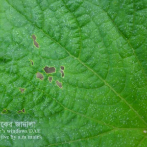 খিরার ফ্লি বিটল পোকা