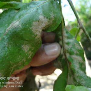 বেলের মাকড়