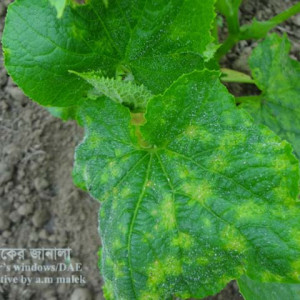 খিরার মোজাইক রোগ