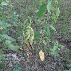 পাটের ঢলে পড়া রোগ