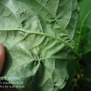 বরবটির ক্ষুদ্র লাল মাকড়