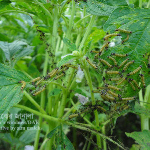 তিলের বিছা পোকা