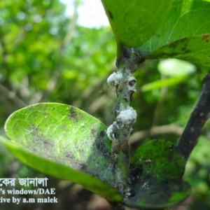 করমচার স্কেল পোকা